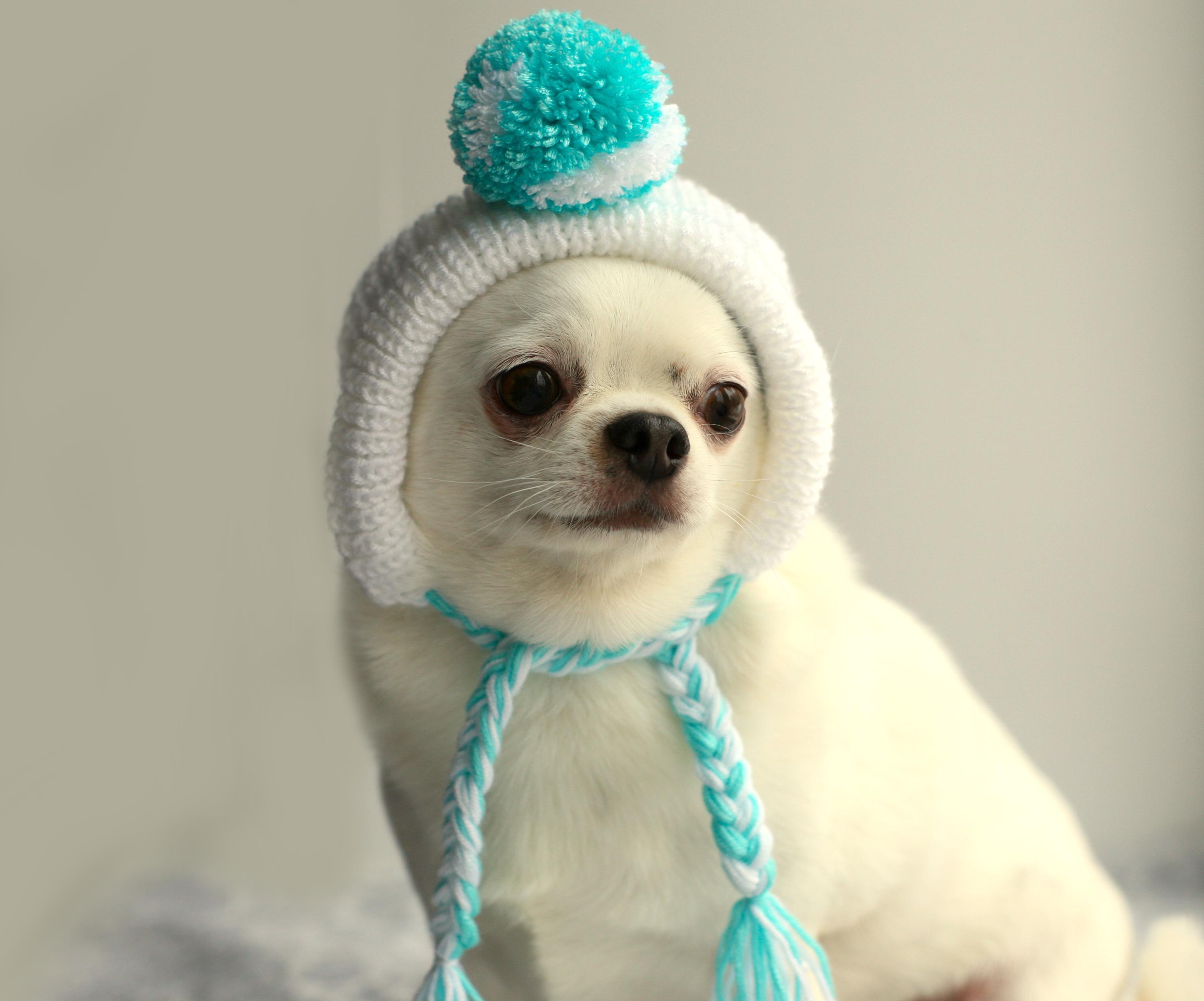 Chihuahua Bonnet Knitting Pattern: Pompom Dog Hat (PDF Pattern) - Etsy