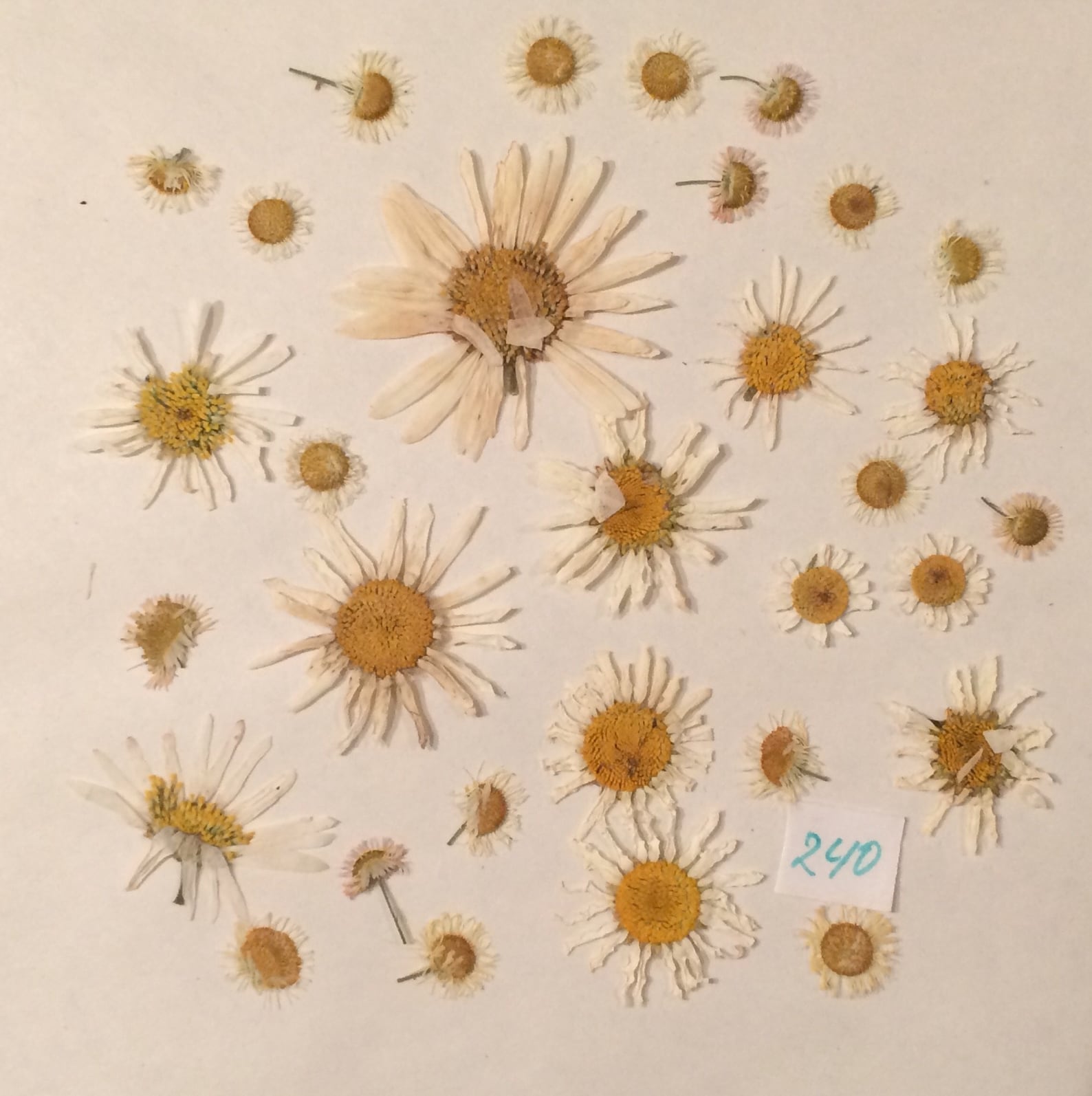 Real Pressed Daisy Dried Pressed Flowers Pressed Flowers for Etsy