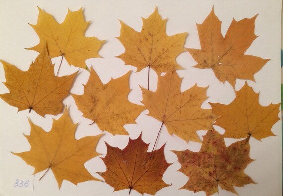 20 Small Maple Leafs Real Fall Leafs Pressed Dried Leaves Etsy