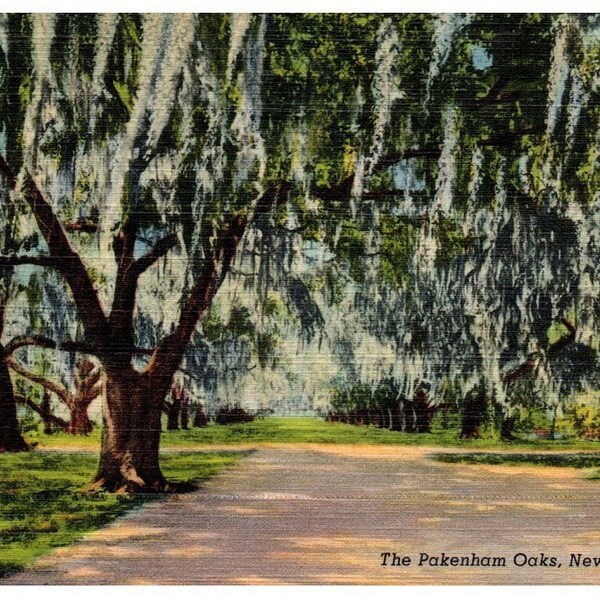 New Orleans Postcard Etsy