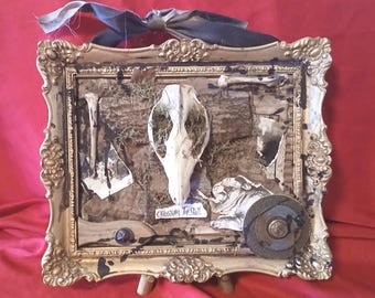 Real Opossum Skull in frame, Nature Display,  Mixed Media Wall Art