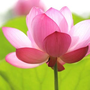 Puede incluir: Primer plano de una vibrante flor de loto rosa en plena floración. Los pétalos transicionan de un magenta intenso en las puntas a un rosa suave hacia el centro. Grandes hojas verdes proporcionan un telón de fondo contrastante.