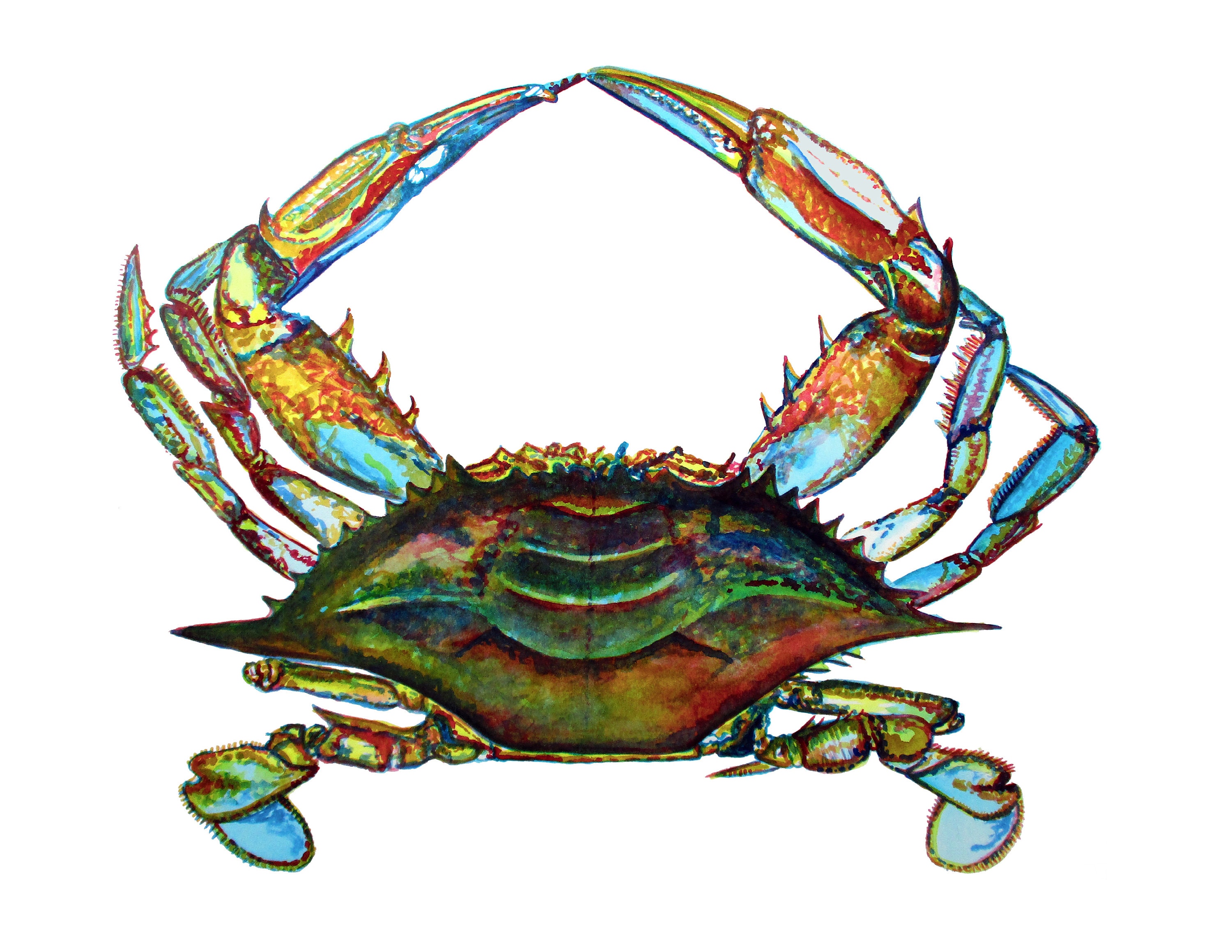 Chesapeake Bay Blue Crab - Etsy