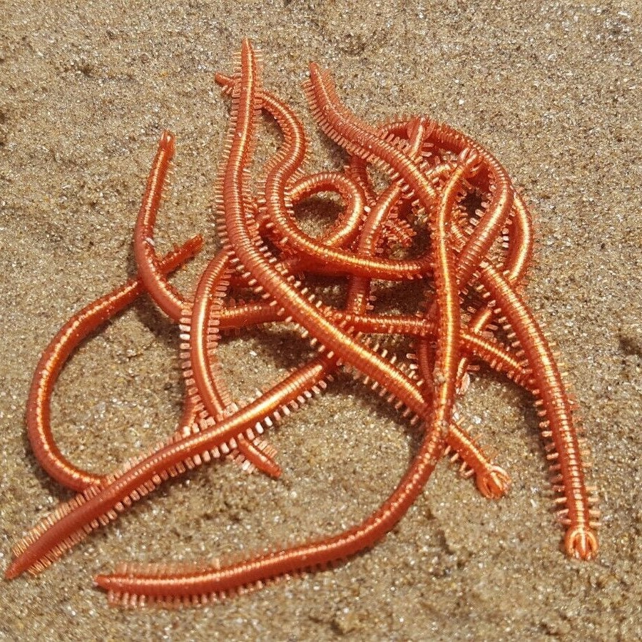 Buy Fish Bait Worms Online In India -  India
