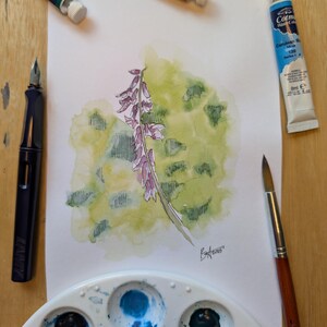 Flowering Vetch | Original Art Print | Ink and Watercolor | MarshallBaltzellArt