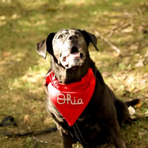 The Ohio State University Script Ohio, Licensed, Over the Collar Dog Bandana that Slips onto their existing Collar.