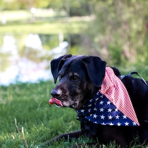 American Flag Patriotic Over the Collar Bandana that Fits Onto Their Existing Collar