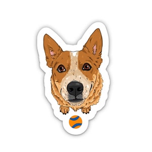 May include: A red and white Australian Cattle Dog with brown eyes looks directly at the camera. The dog is sitting and has a playful expression on its face. A bright orange and blue tennis ball is in the foreground.