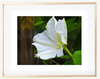 May include: A white flower with a yellow center blooms against a backdrop of green leaves and a brown wooden post.