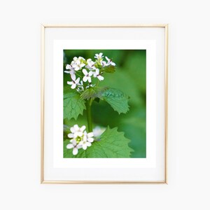 Simple, White Flowers, Printable, Photograph, Art Print, Wall Art, Gallery Wall, Nature, Green, Decoration, Spring, Summer, 8x10