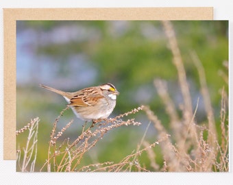 Printable Sparrow Greeting Card, Instant Download, White-Throated Sparrow, Bird, Nature 5x7, 7x10, 8.5x11