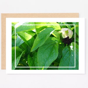 Afdrukbare Lenten Rose Wenskaart, Lente, Zomer, Bloem, 5x7, Instant Download, 7x10, 8.5x11, Groen, Natuur