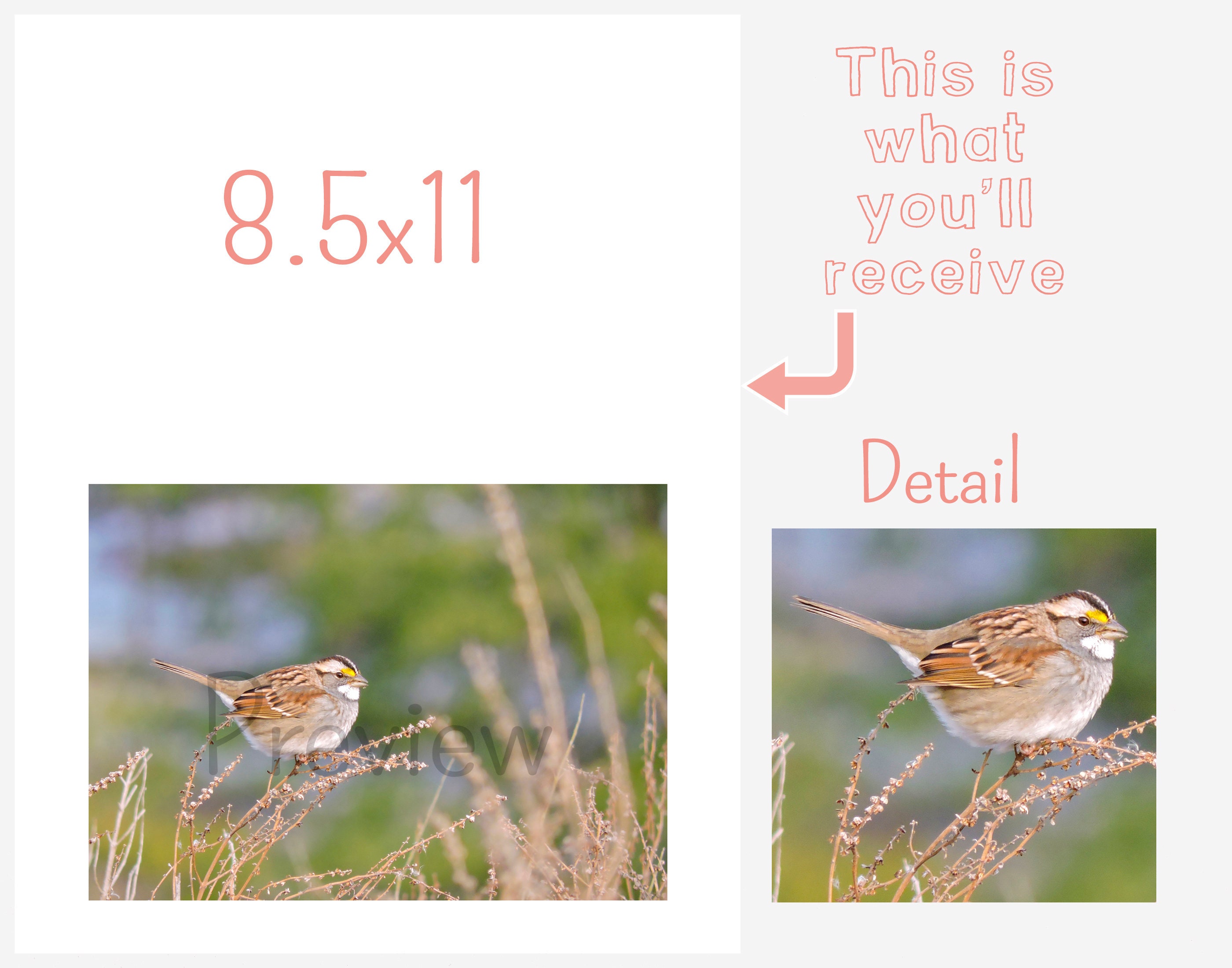 Printable Sparrow Greeting Card Instant Download - Etsy