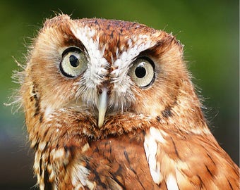 Matted 8X10 print Female Screech Owl - nature photography – bird