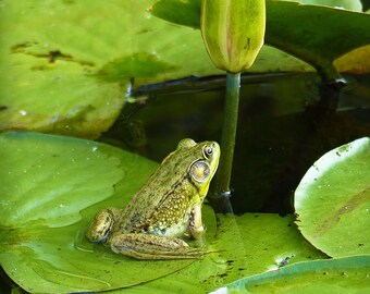 Matted 8X10 print The Frog and the Dragonfly - nature photography