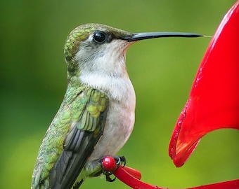Matted 8X10 print Hummingbird 06 - nature photography