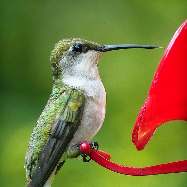 Matted 8X10 print Hummingbird 06 - nature photography