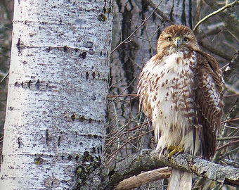 Matted 8X10 print Red-tailed Hawk - nature photography