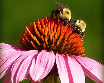Matted 8X10 print Bumble bees at Coneflower Cafe - nature photography
