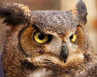 Matted 8X10 print Great-horned Owl Portrait - nature photography