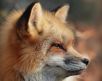 Matted 8X10 print Red Fox 02 - nature photography