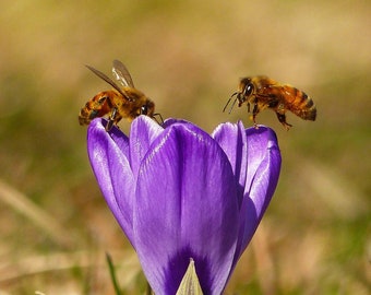 Matted 8X10 print Bees on Crocus - nature photography
