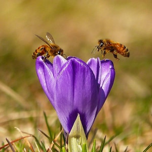 Matted 8X10 print Bees on Crocus - nature photography