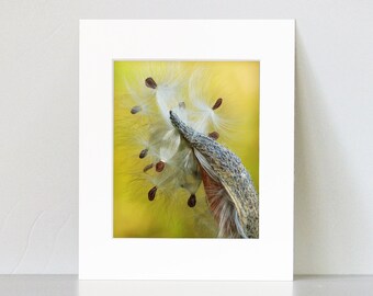 Matted 8X10 print Winter Milkweed - nature photography