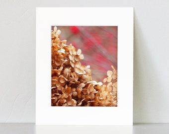 Matted 8X10 print Winter Hydrangea - nature photography