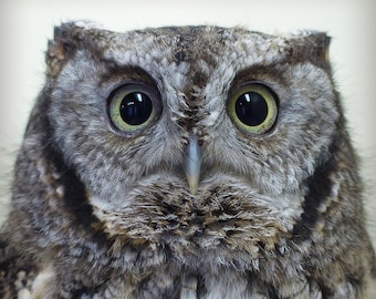 Matted 8X10 print Gray Screech Owl - nature photography