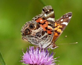 Matted 8X10 print American Lady Butterfly - nature photography