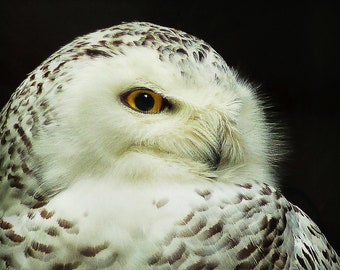 Matted 8X10 print Snowy Owl - nature photography – bird