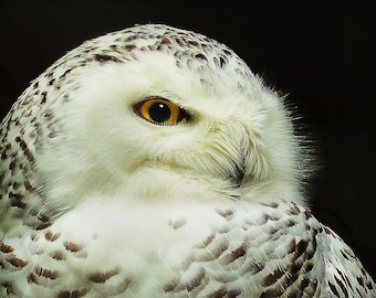 Matted 8X10 print Snowy Owl - nature photography – bird