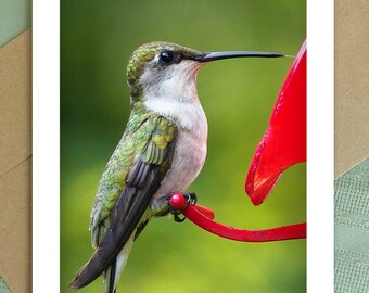 Greeting Card "Hummingbird06" digitally enhanced nature photography - summer garden
