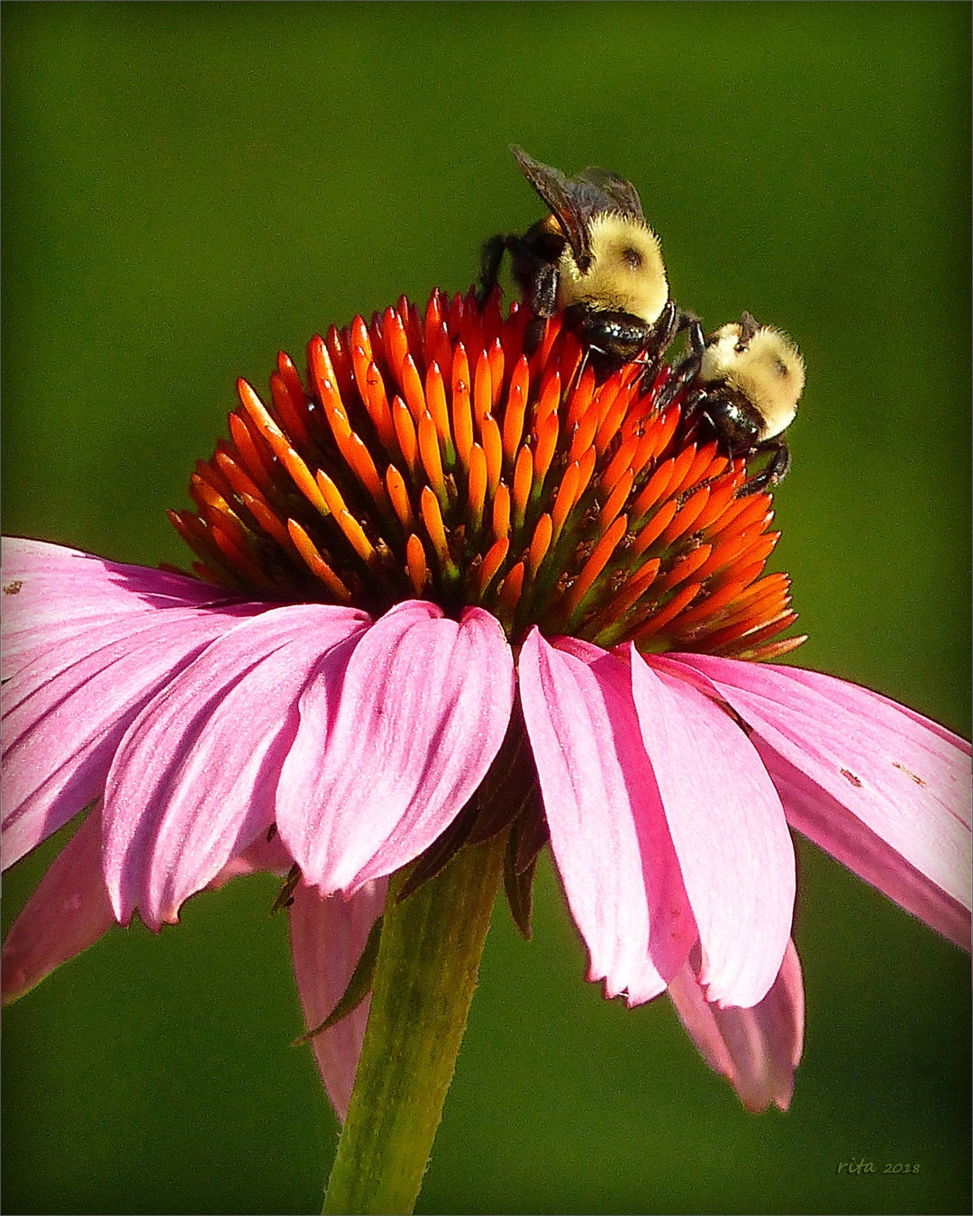 Matted 8X10 Print Bumble Bees at Coneflower Cafe Nature Etsy