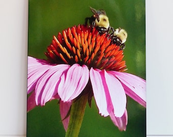11x14 Bumble Bees wood panel print "table for two" - nature photography