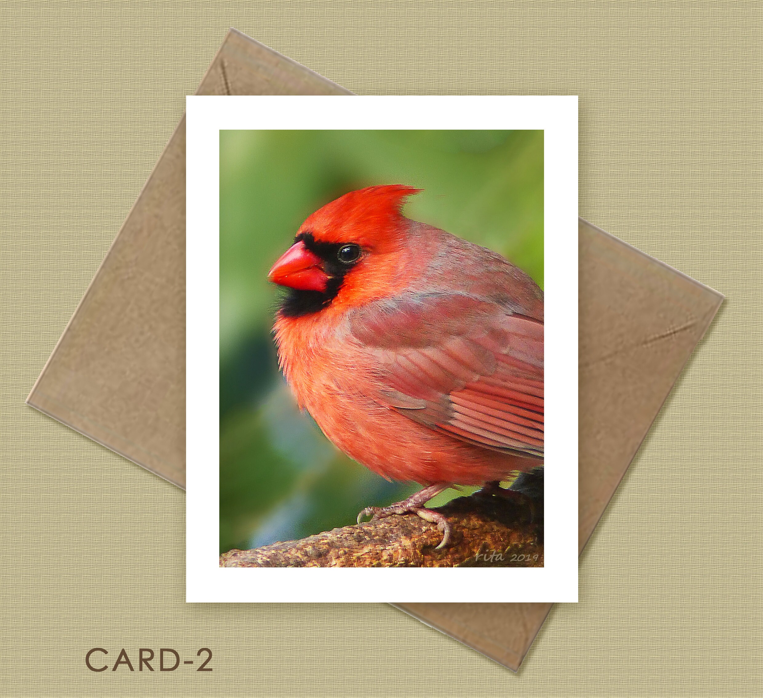 Cardinal Note Cards - Choose 1, 2, 3, or All 4 - Etsy