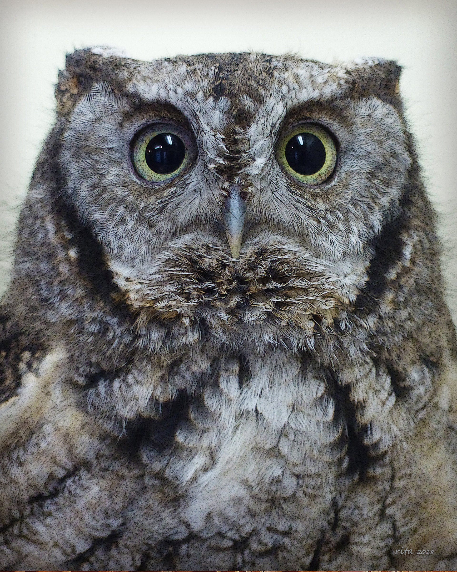 Matted 8X10 print Gray Screech Owl - nature photography