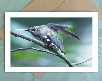Greeting Card "Fierce Hummer" digitally enhanced nature photography - summer garden