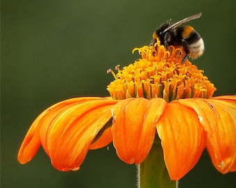 Matted 8X10 print Bumble Bee on Zinnia - nature photography