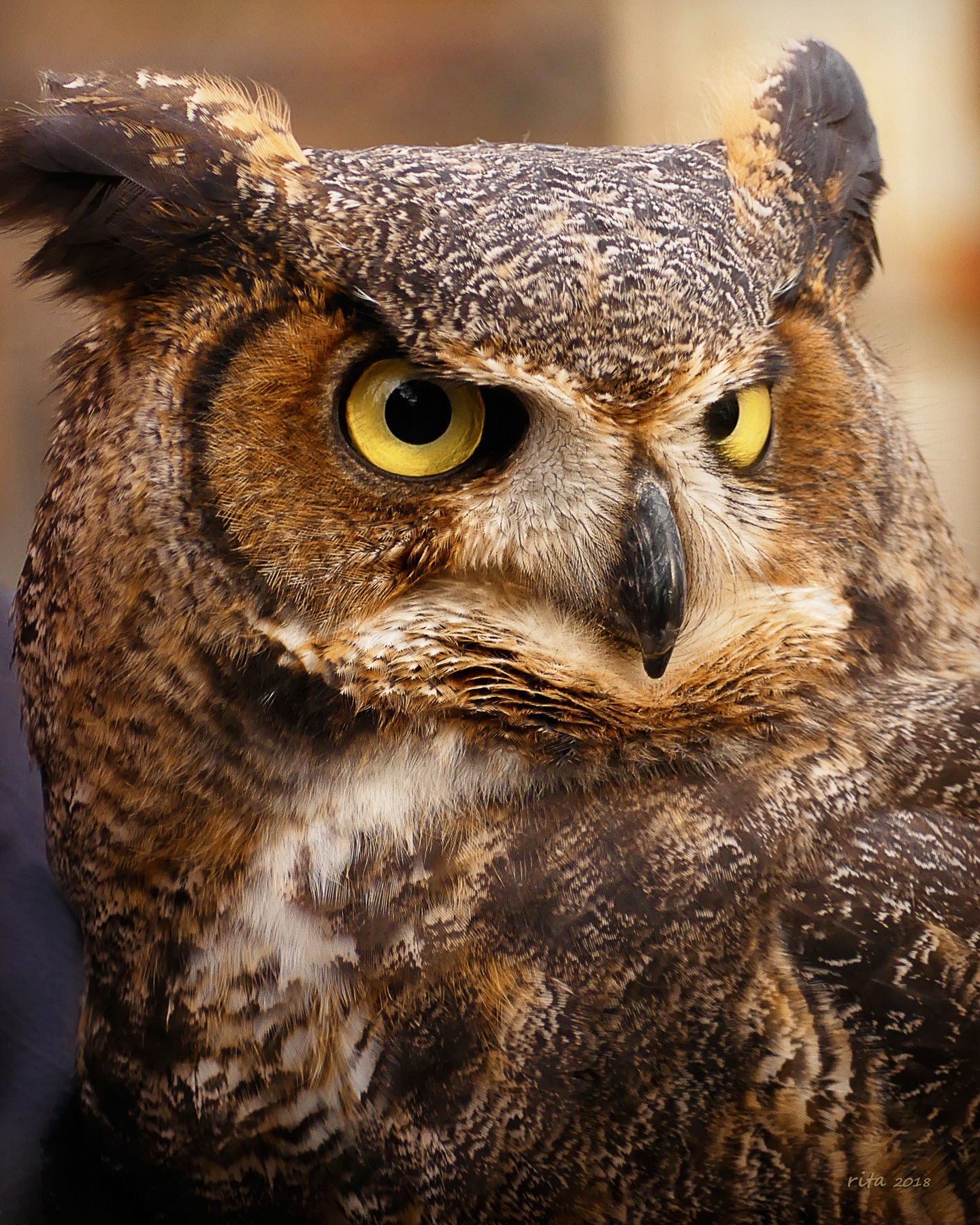 Matted 8X10 print Great-horned Owl Portrait - nature photography