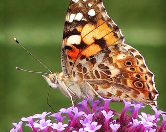 Matted 8X10 print Painted Lady Butterfly - nature photography