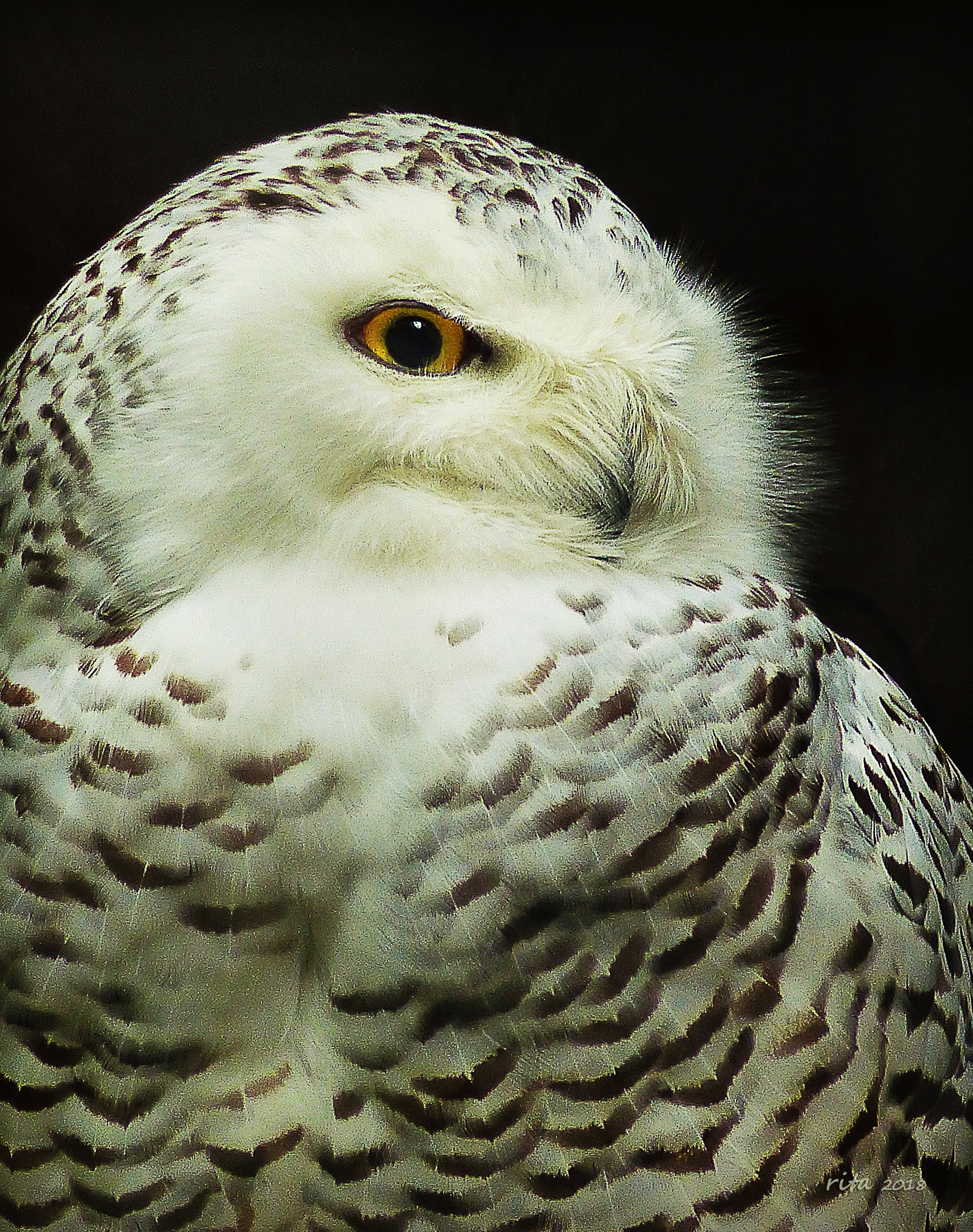 Matted 8X10 print Snowy Owl - nature photography &ndash; bird