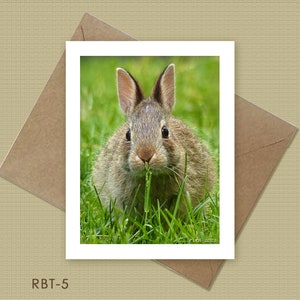 Rabbit Note Cards - Choose 1, 2, 3, or All 4 - Etsy