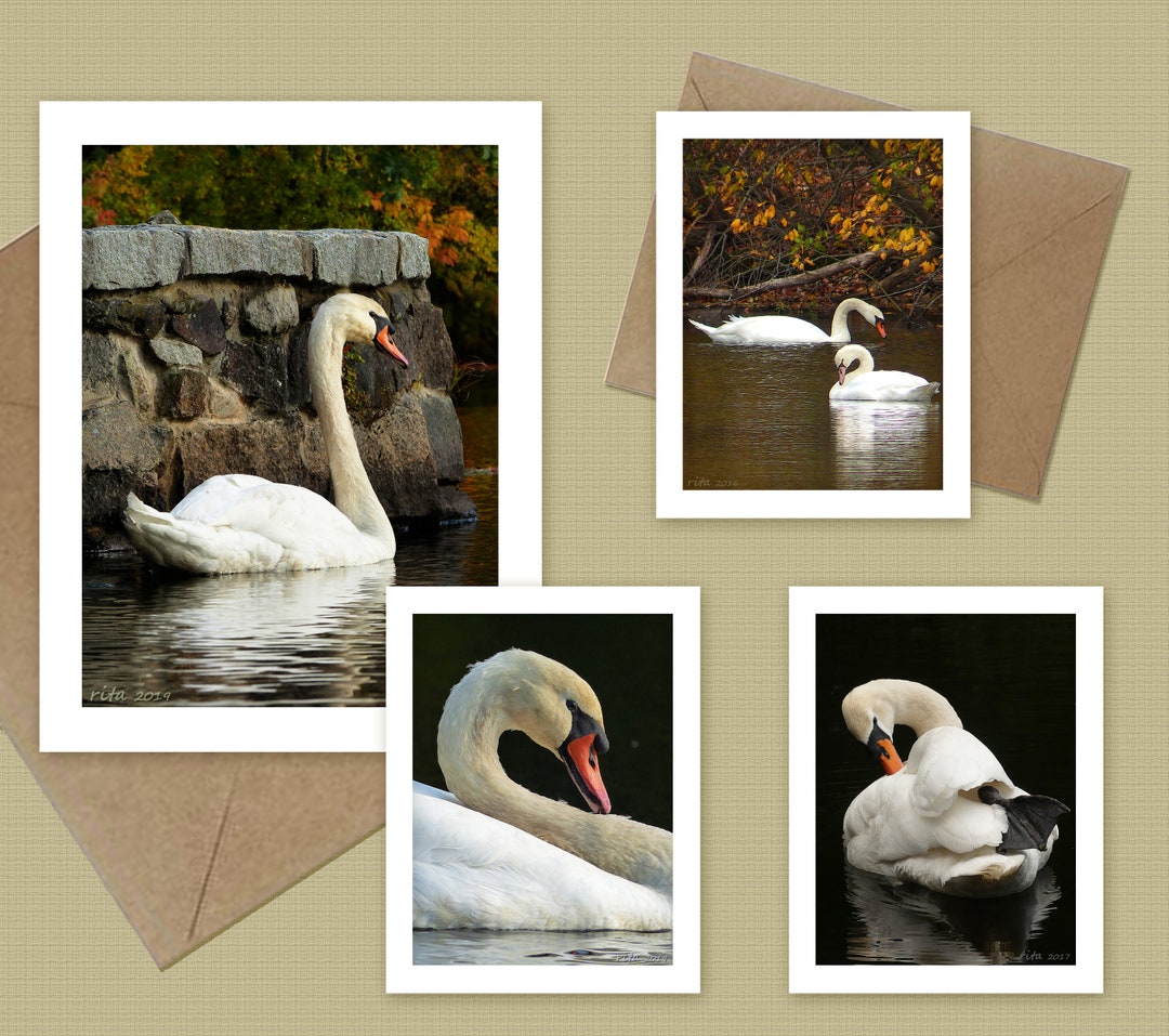 Swan Note Cards - Choose 1, 2, 3, or All 4 - Etsy
