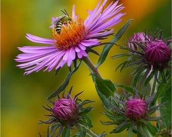 Matted 8X10 print Wild Bee on Aster - nature photography