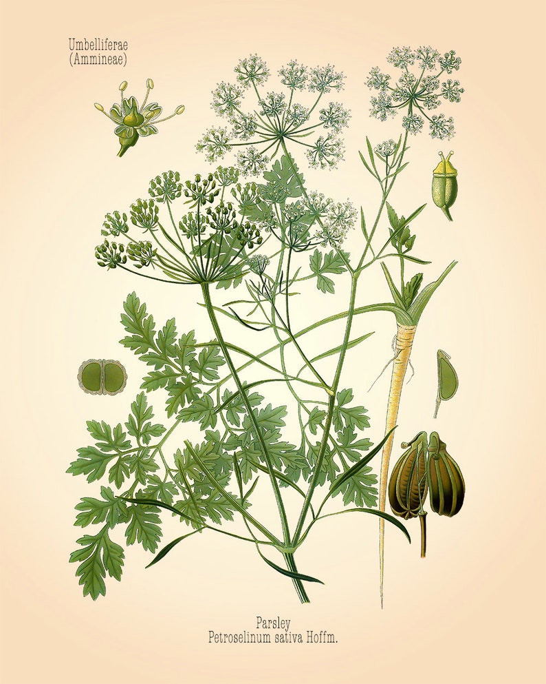 Петрушка схема. Петрушка Огородная Petroselinum crispum. Петрушка кудрявая - Petroselinum crispum. Фенхель зонтичные. Кориандр посевной гербарий.