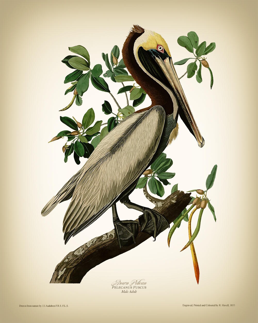 John James Audubon Pelican Vintage Print
