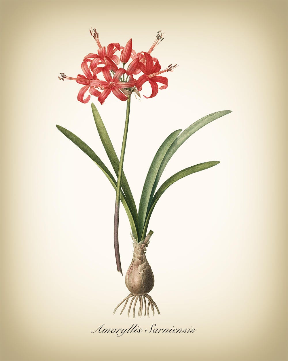 Floral Print Unframed 8 x 10 Inches Botanical Amaryllis Plant