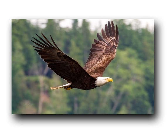 Weisskopfseeadler Adler Fliegenden Vogel Vogel Im Flug Etsy